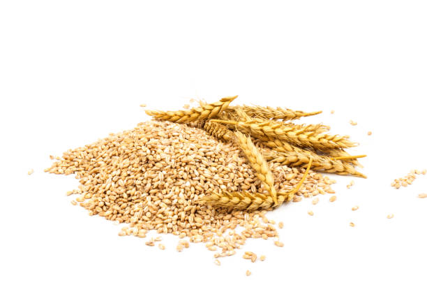 istock wheat grains isolated on white background with clipping path, close-up 1299793836