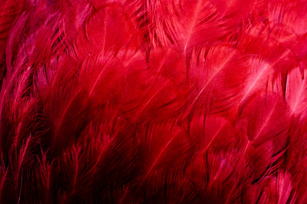 istock macro photo of red hen feathers. background or textura 1299794598