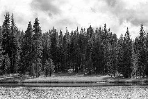 Trees by Yellowstone Lake