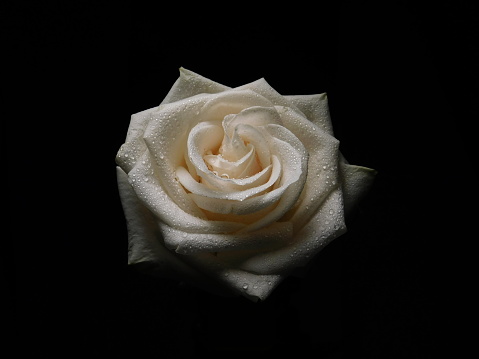 Fresh White rose with an invisible black background and a dusting of small water droplets covering the petals of the rose.