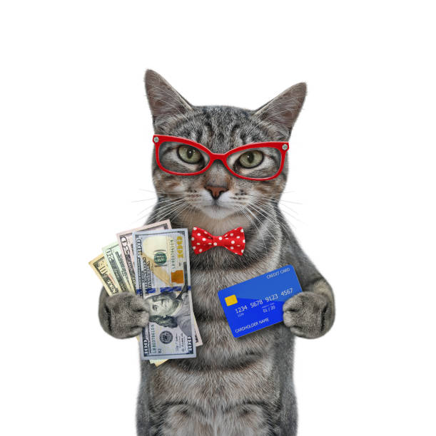 istock Cat gray credit card and dollars 1299795620