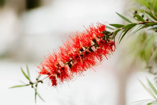 Detail of a flower Callistemon Citrinus on the park in Spain