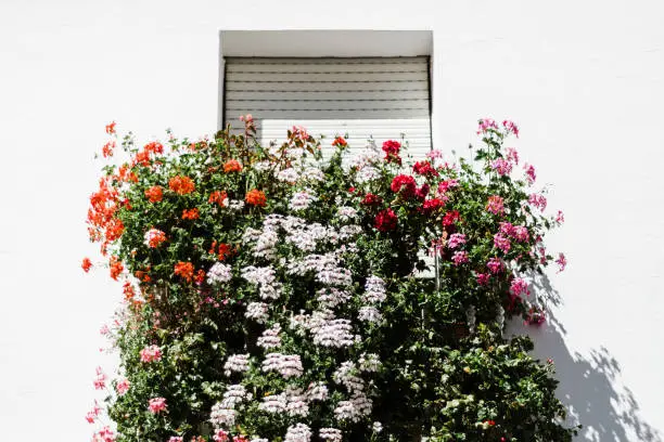 Many flowers of various colours on the outside of a window, facade of a house in Spain.