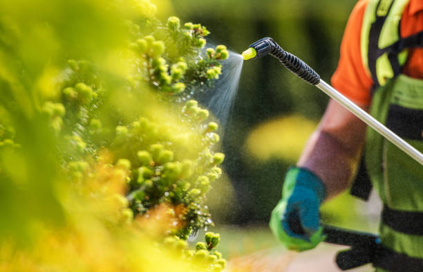 Insecticide Job and Fertilizer Equipment Gardener with Professional Insecticide Fertilizer Equipment. Worker Spraying Trees Close Up Photo. apply fertilizer stock pictures, royalty-free photos & images