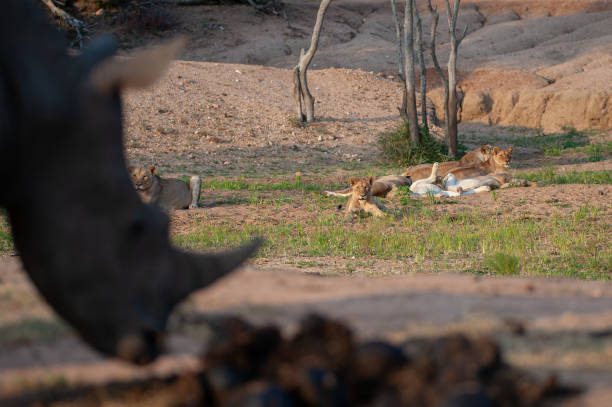 istock Lions and White Rhino 1299798888