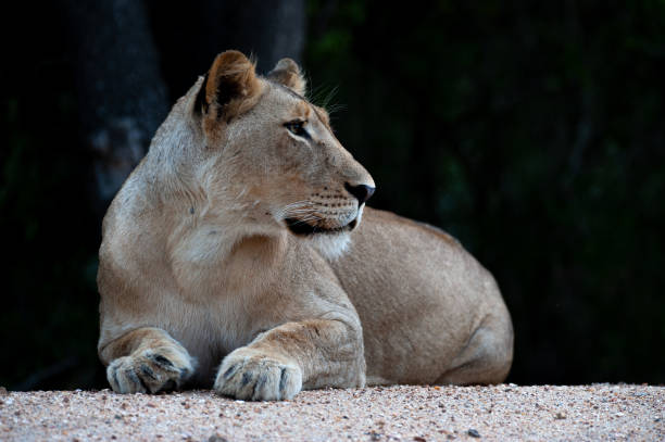 istock Female Lion in the Wild 1299798890