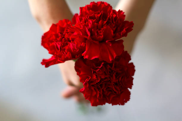 Top view of woman holding red carnations Top view of woman holding red carnations. Revolution and April 25 concept 1974 photos stock pictures, royalty-free photos & images
