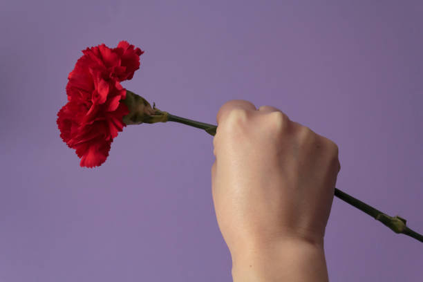 Woman with raised fist holding red carnation against purple background Woman with raised fist holding red carnation against purple background. Freedom, Revolution and April 25 concept 1974 photos stock pictures, royalty-free photos & images