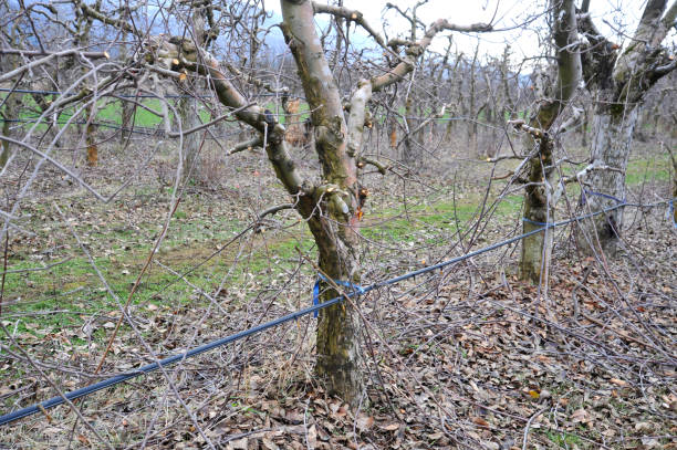 istock pruned apple orchard in winter,shallow dof 1299800464