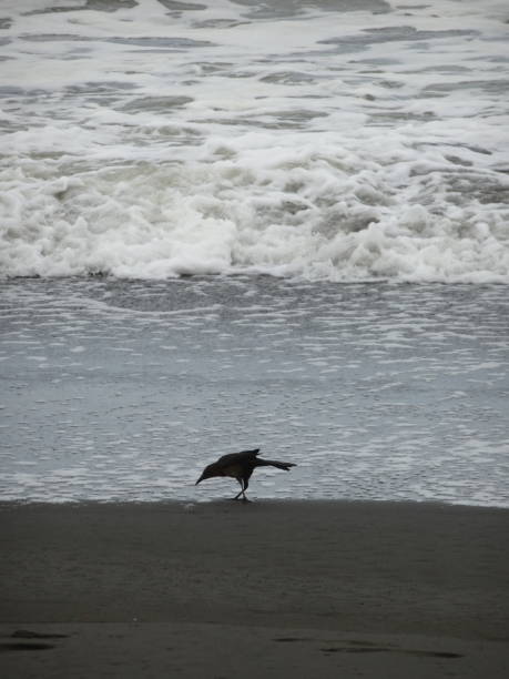 istock Black seabird standing on the beach with waves 1299801036