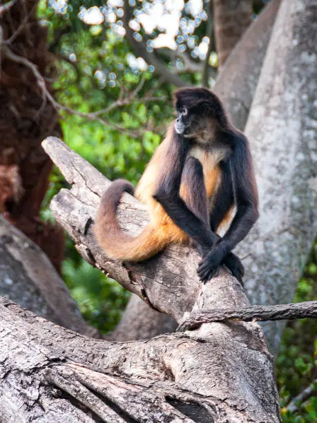 Spider monkey sits on a tree limb with arms crossed in profile.