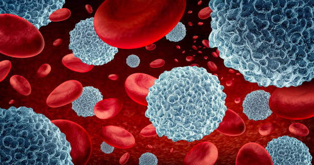 White Blood Cells White blood cells and Immunotherapy lymphocyte cells with blood as a concept of the immune system through immunology as microscopic biology symbol inside the human body as a 3D illustration. white blood cell stock pictures, royalty-free photos & images