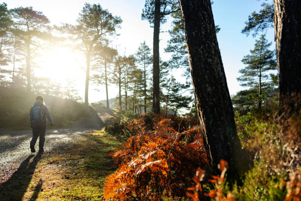 в норвегии женщина пешие прогулки на открытом воздухе в осенних лесах и деревьях - берёзовая роща фотографии стоковые фото и изображения