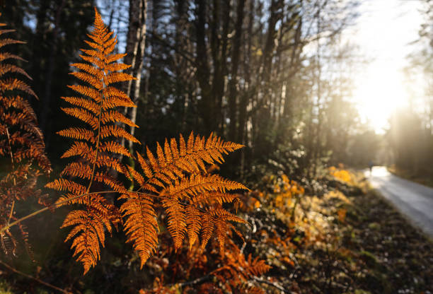 Forest ecosystem: outdoors in forest and ferns during autumn leaf foliage