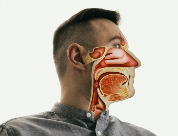 Anatomy of the mouth, throat and nose Anatomy of the mouth, throat and nose on man portrait. larynx stock pictures, royalty-free photos & images