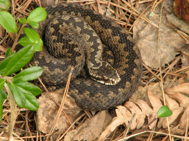istock Viper in  forest in spring. Against background of last year's foliage. Side view 1299802462