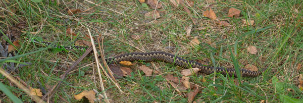 istock Viper in autumn. Snake crawls perpendicular to path, crossing my path 1299802483