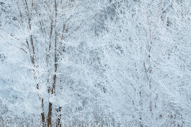 snow flocked forest - flocked imagens e fotografias de stock
