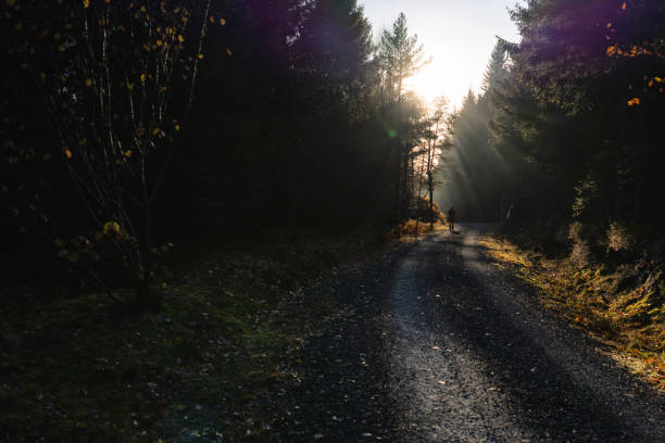 Woman hiking outdoors in forest and ferns: spring warm sun