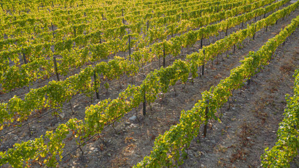 istock Vine plantations on large areas of land 1299804025