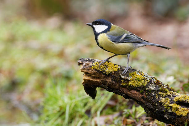Great tit (Parus major) Great tit (Parus major) ornithology photos stock pictures, royalty-free photos & images