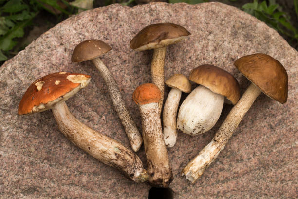 istock Harvesting forest mushrooms from ecologically clean places 1299805587