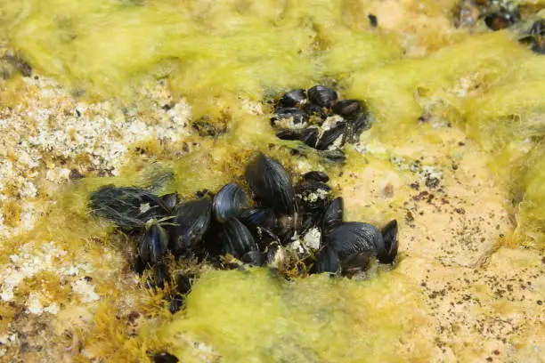 Photo of Small Black Mussels On Moss Near Rocks On Kefken Pink Rocks