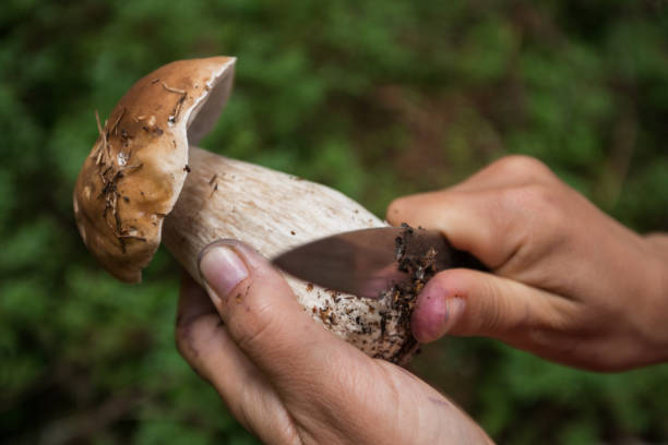istock boletus organic nature forest mushroom 1299806530