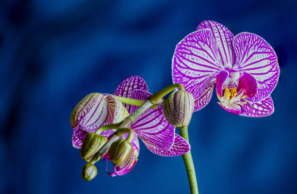 istock Purple orchid isolated on blue background 1299807940