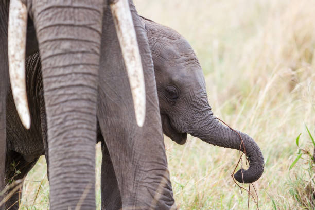 istock Elephant in the Masai Mara National Park 1299808354