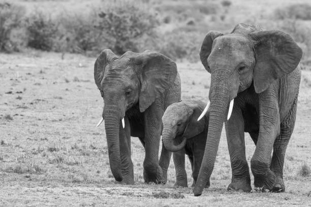 istock Elephant in the Masai Mara National Park 1299808407