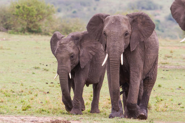 istock Elephant in the Masai Mara National Park 1299808410