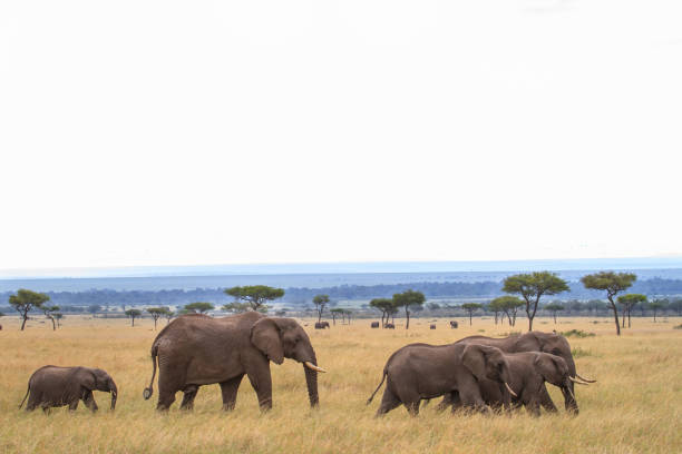 istock Elephant in the Masai Mara National Park 1299808430