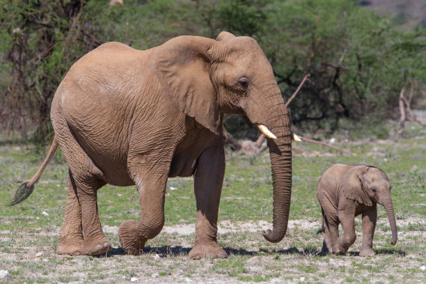 istock Elephant in Samburu National Park 1299808435