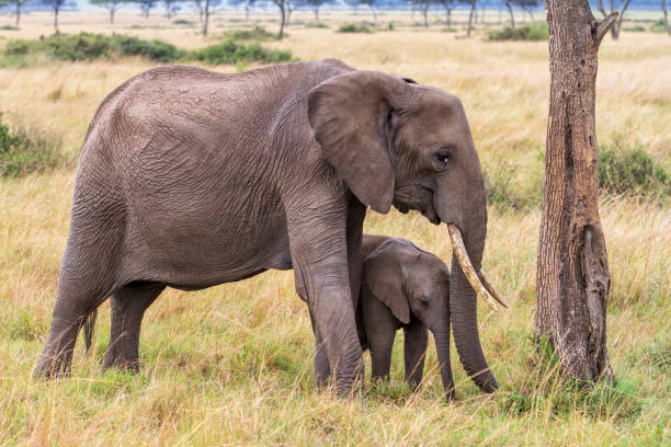 istock Elephant in the Masai Mara National Park 1299808436