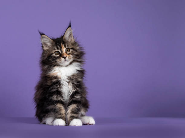 gato maine coon en púrpura - kitten color image cute feline fotografías e imágenes de stock