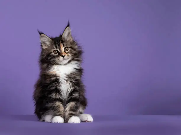 Cute fluffy tortie with white Maine Coon cat kitten, sitting up facing front. Looking towards camera with attitude. Isolated on solid purple background.