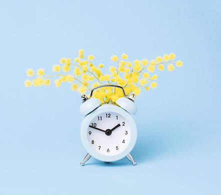 Minimal pastel spring poster. Alarm clock and mimosa flowers blue background.