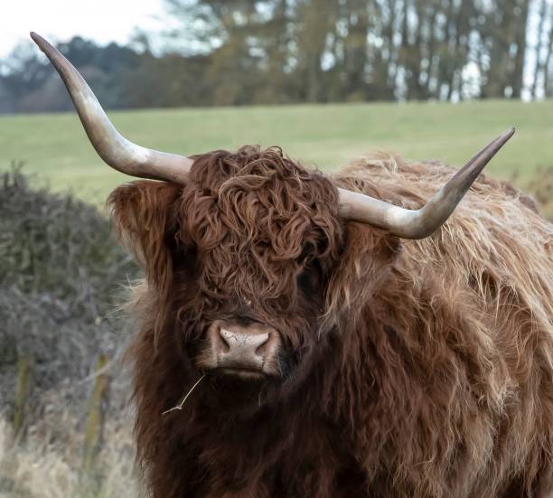 istock Close-Up Of Hairy Highland Coos. 1299810847