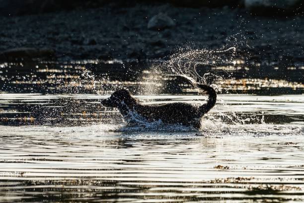 istock black dog jumping in the water with spraying droplets from its tail 1299810936