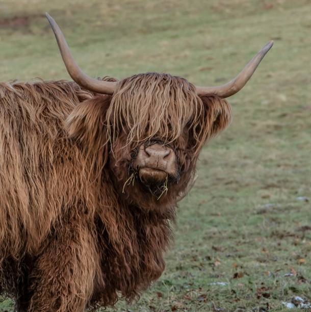 istock Close-Up Of Hairy Highland Coos. 1299810996