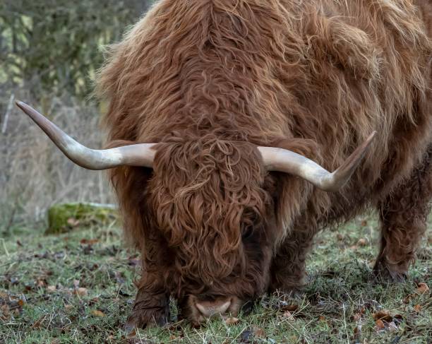 istock Close-Up Of Hairy Highland Coos. 1299811299