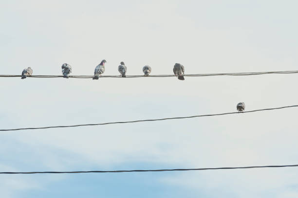 istock Minimalist of Pigeons on Powerlines 1299812718