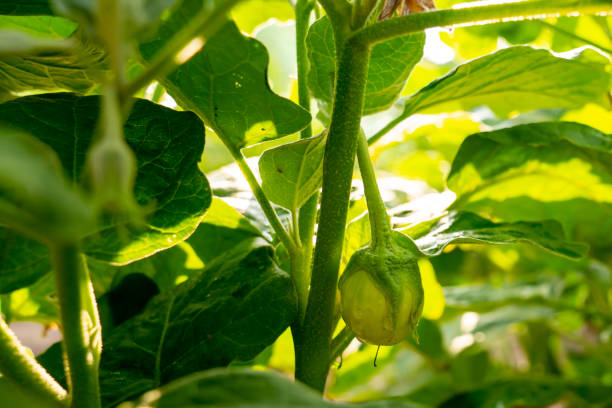 istock Eggplant plants in organic vegetable garden 1299812817