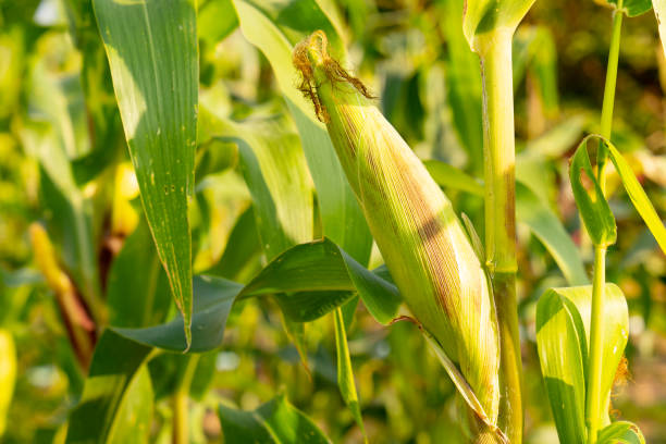 Corn field in organic garden field in countryside
