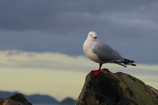 A wonderful specimen of the Red-billed Gull posing on an island rock in New Zealand, with magnificent sky colors