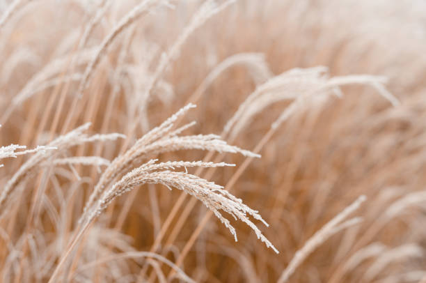 Abstract natural background of soft plants Cortaderia selloana. Frosted pampas grass on a blurry bokeh, Dry reeds boho style. Patterns on the first ice. Earth watching Abstract natural background of soft plants Cortaderia selloana. Frosted pampas grass on a blurry bokeh pampas photos stock pictures, royalty-free photos & images