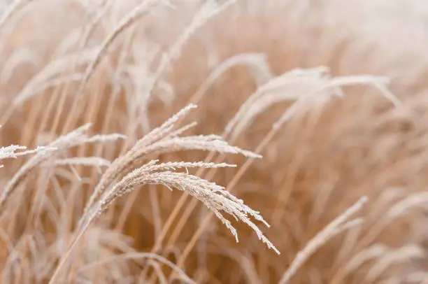 Photo of Abstract natural background of soft plants Cortaderia selloana. Frosted pampas grass on a blurry bokeh, Dry reeds boho style. Patterns on the first ice. Earth watching