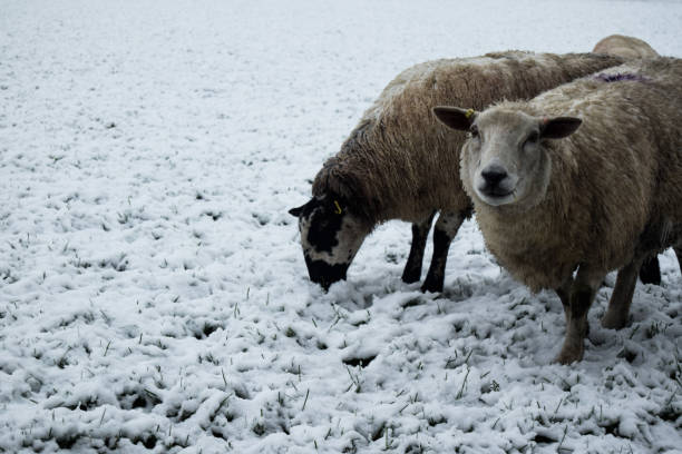 istock Sheep grazing in show 1299814288