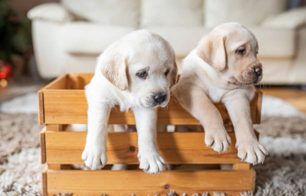 istock Puppies at wooden box 1299814542